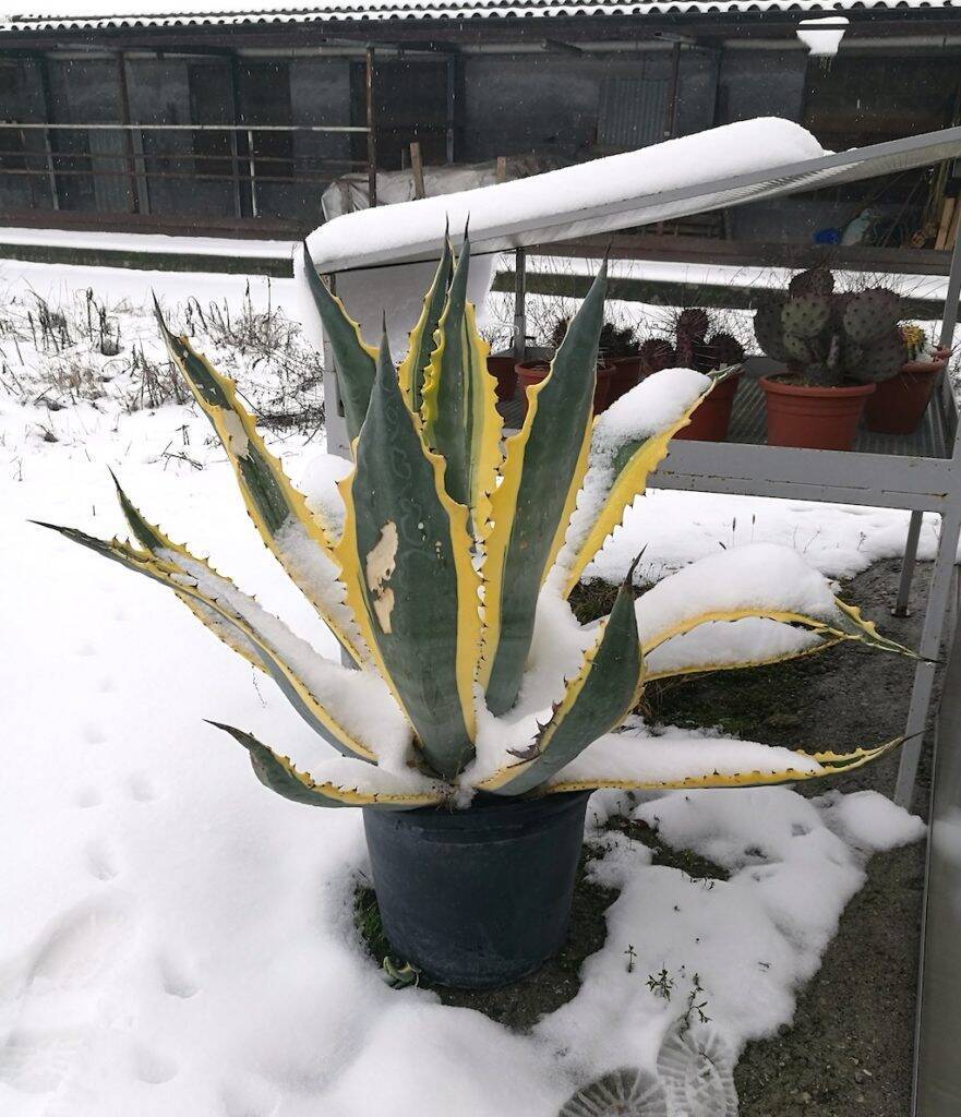 Agave sotto la neve