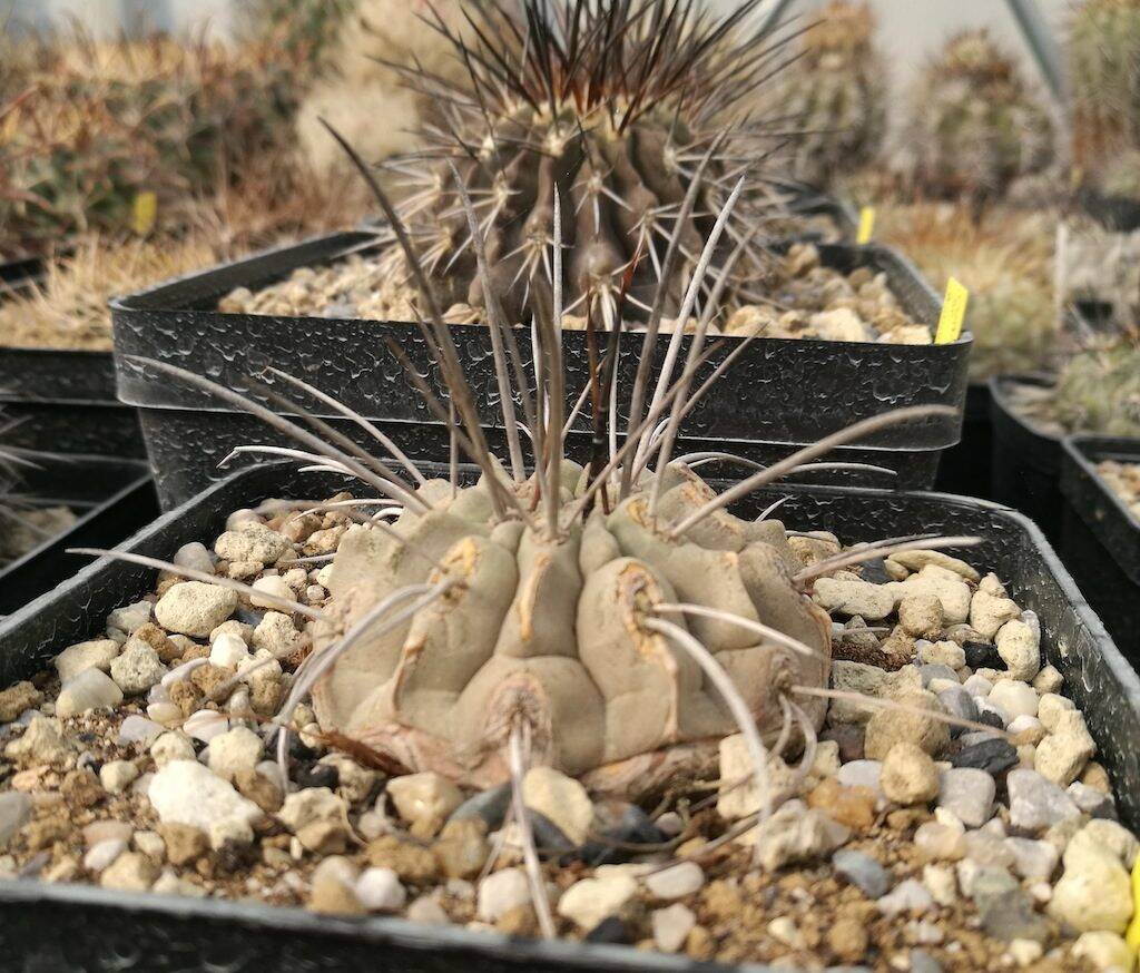 Copiapoa carrizalensis