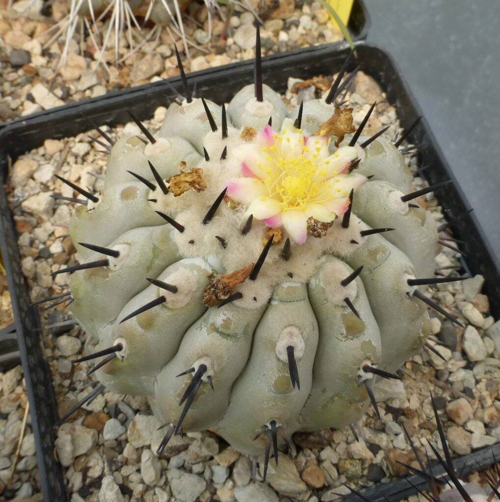 Copiapoa cinerea