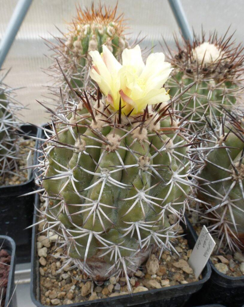 Copiapoa dura