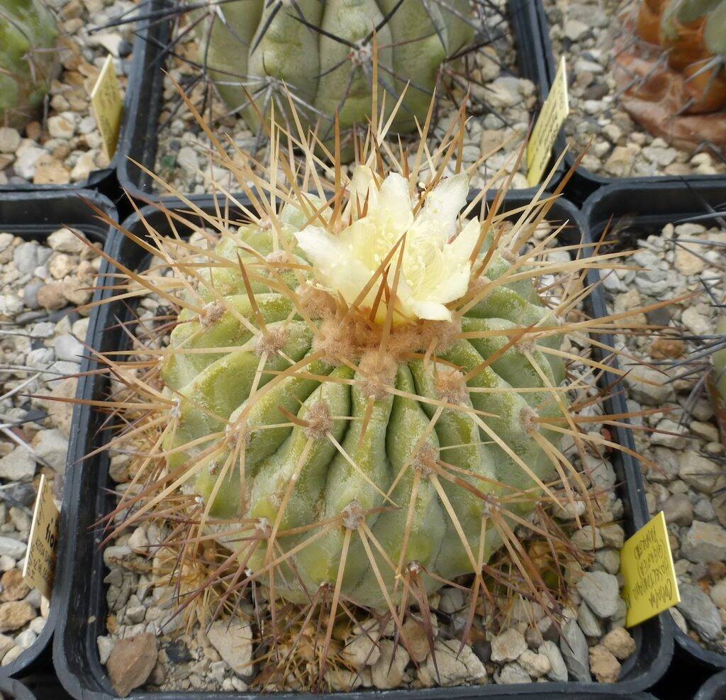 Copiapoa haseltoniana