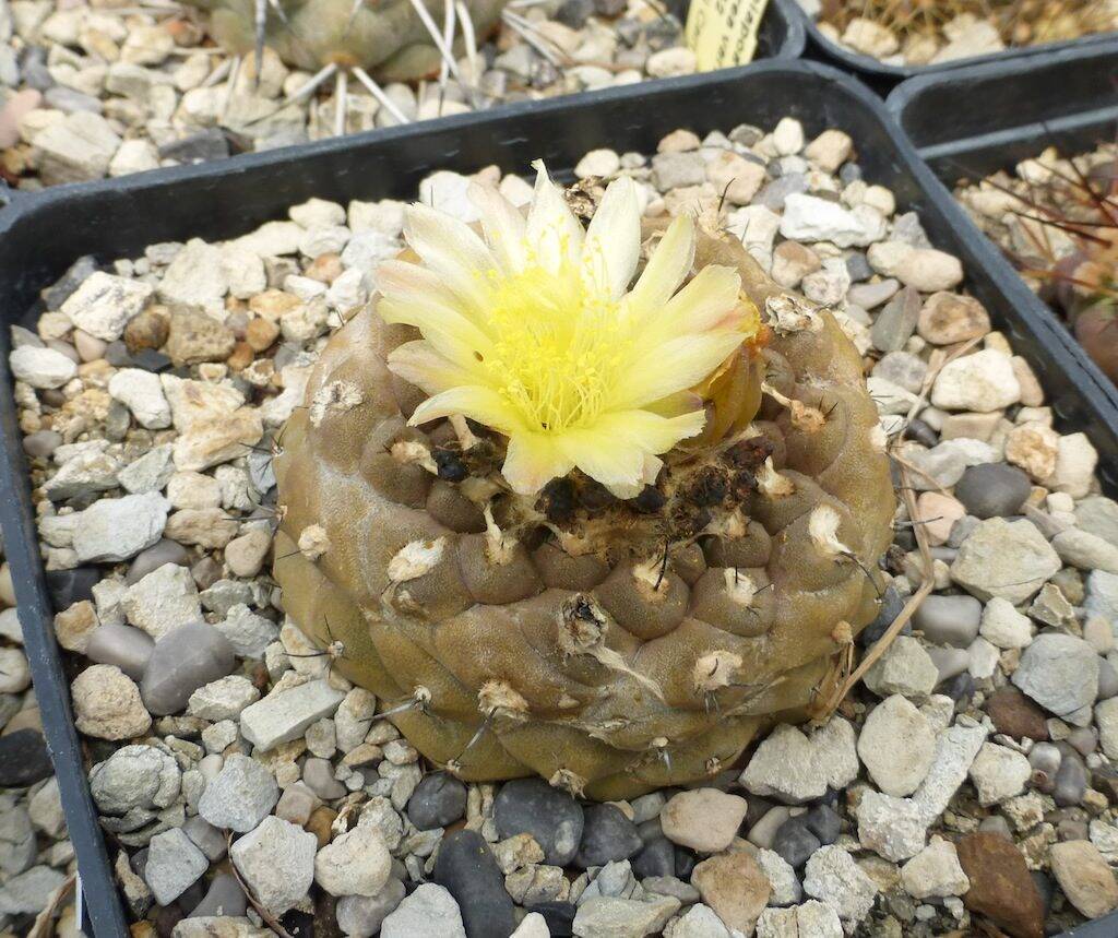 Copiapoa hypogaea