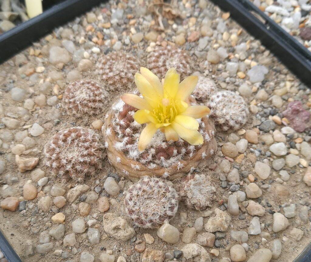 Copiapoa laui