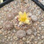 Copiapoa laui