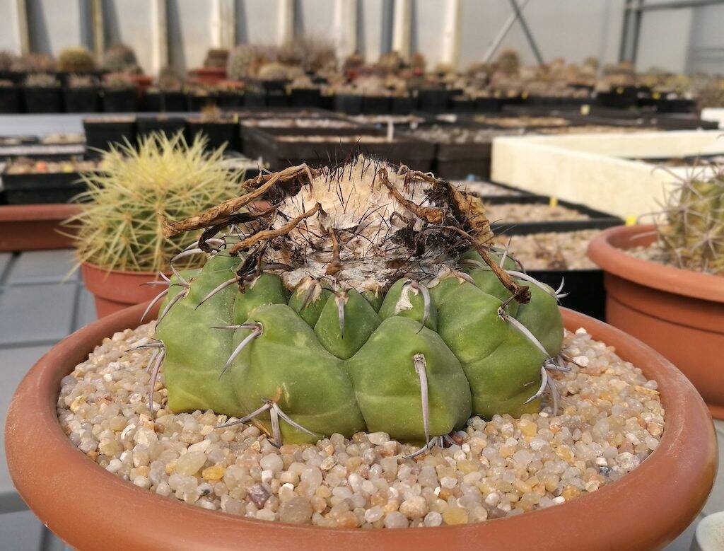 Discocactus crystallophilus