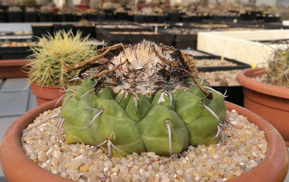 Amati e odiati al tempo stesso: Melocactus e Discocactus, piante belle ma permalose