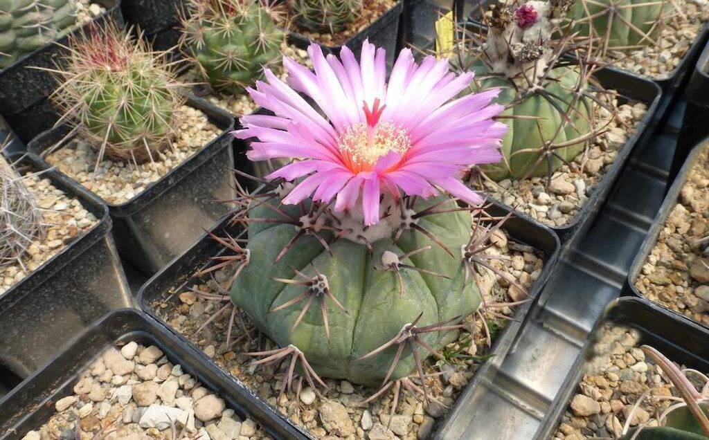 Echinocactus horizonthalonius in fiore