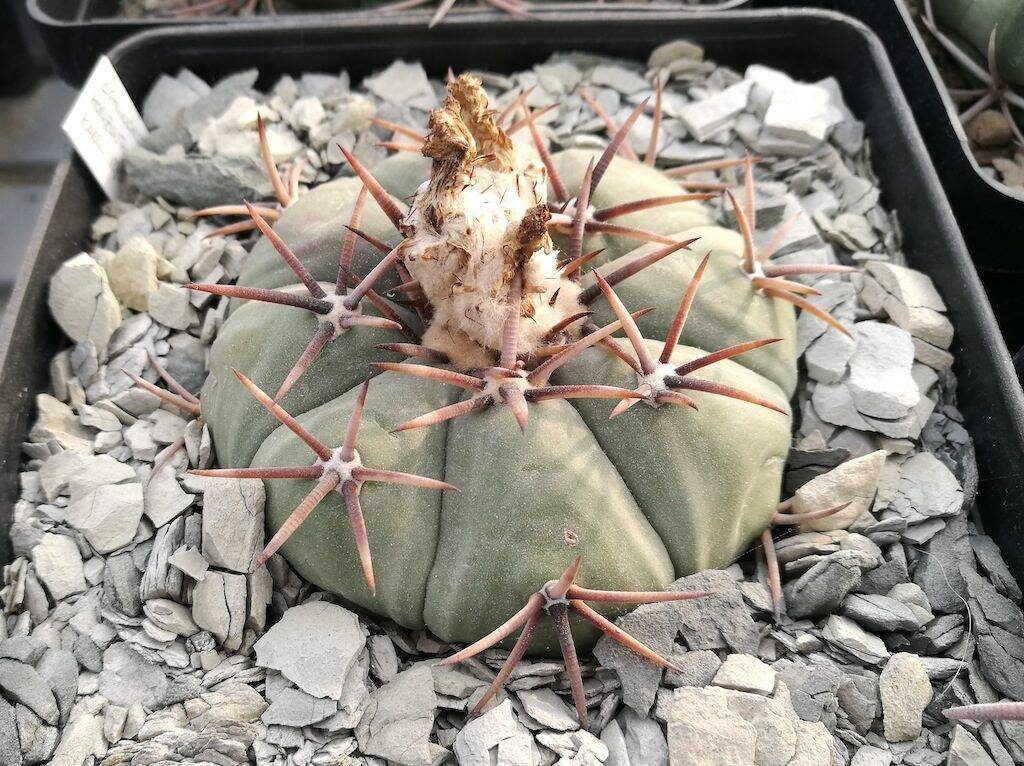 Echinocactus horizonthalonius