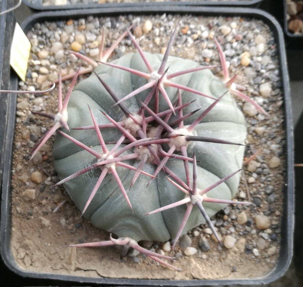 Echinocactus horizonthalonius