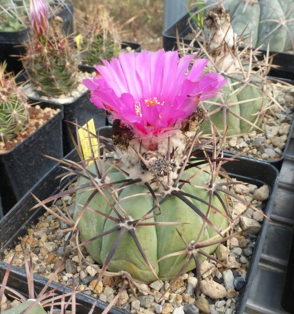 Echinocactus horizonthalonius in fiore