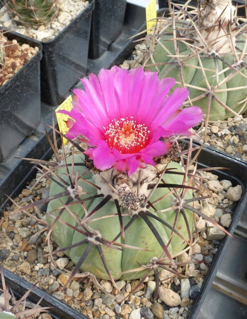 Echinocactus horizonthalonius in fiore