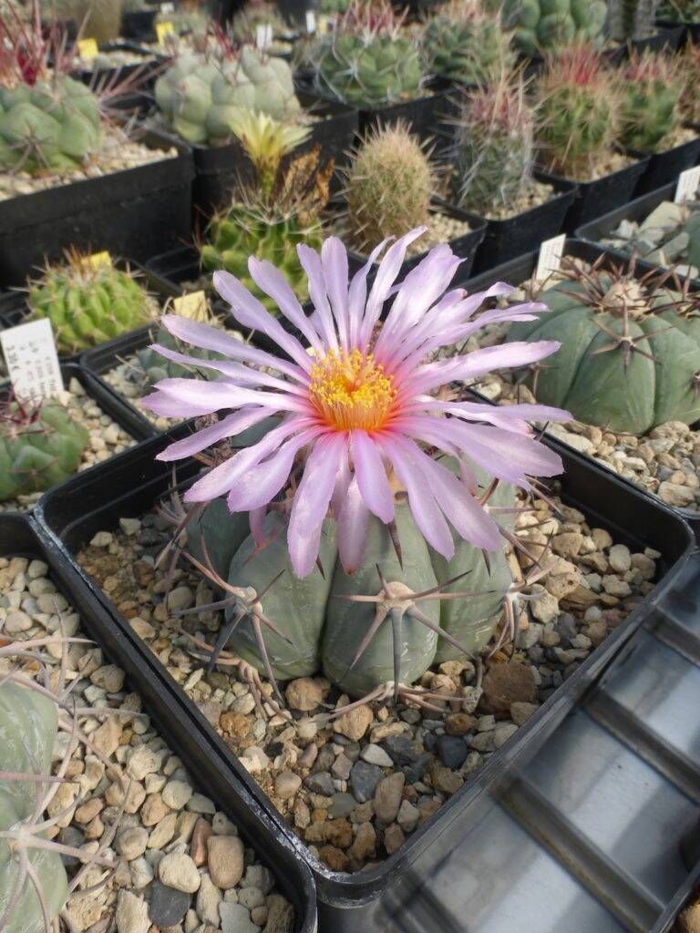 Echinocactus horizonthalonius in fiore