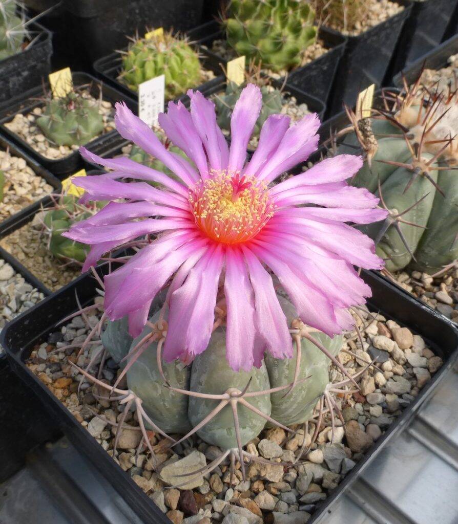 Echinocactus horizonthalonius in fiore