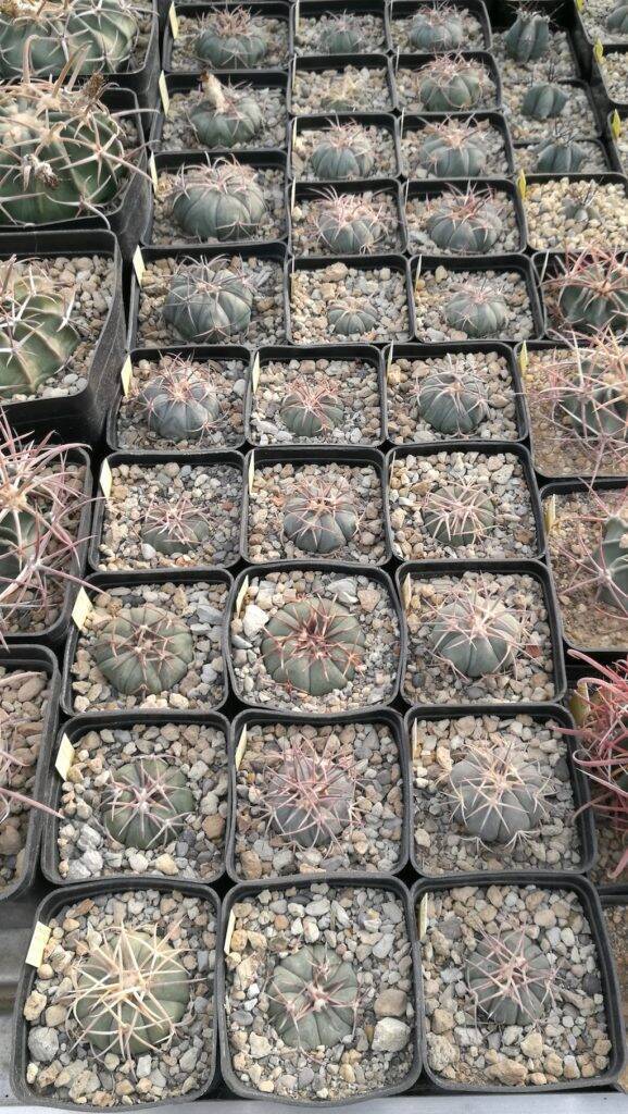 Echinocactus horizonthalonius, piante giovani