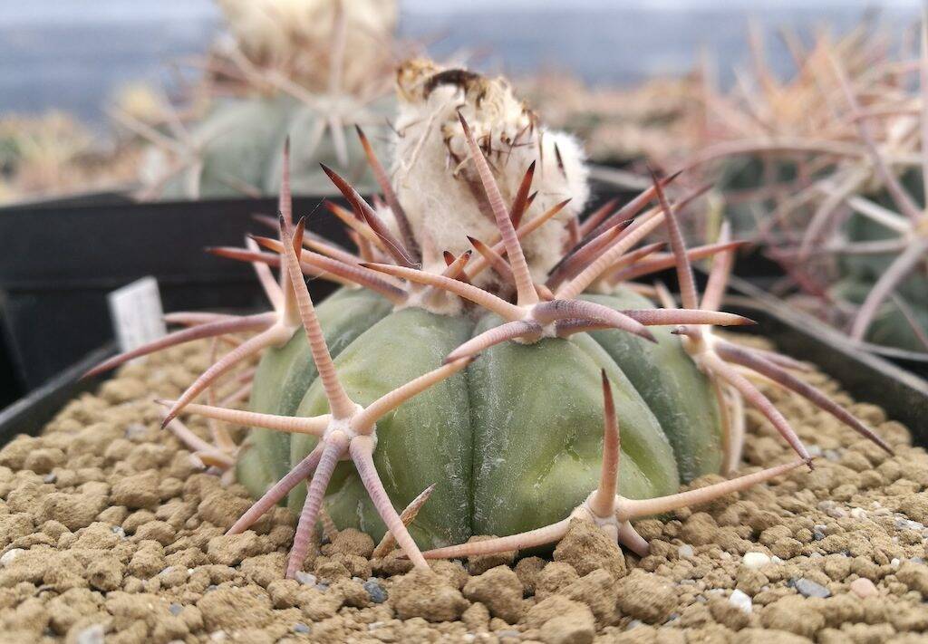 Echinocactus horizonthalonius "miniature form"