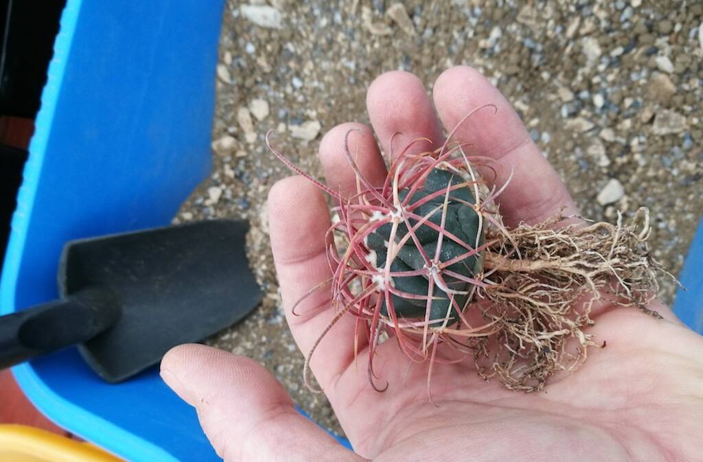 Strengthening the thorns of cacti: a small experiment with some Ferocactus sowings