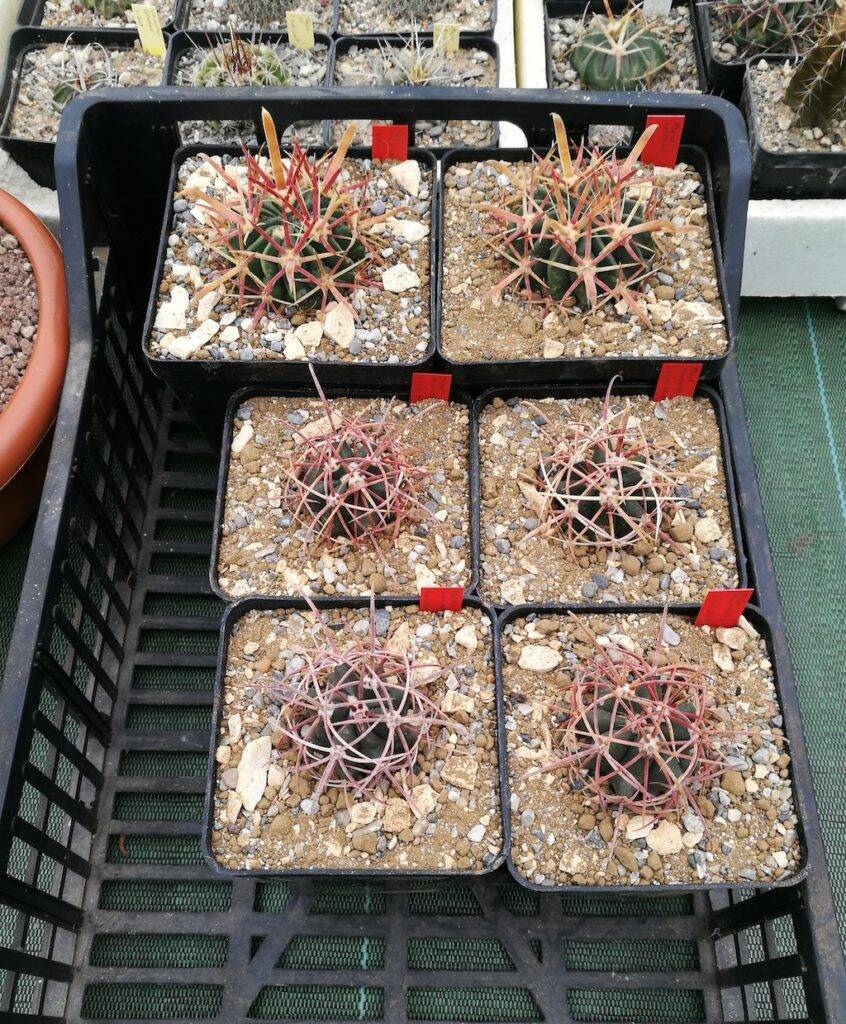 I Ferocactus pronti per essere spostati all'esterno