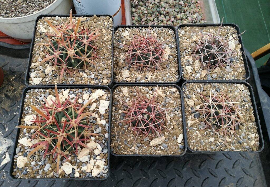 I sei Ferocactus appena rinvasati