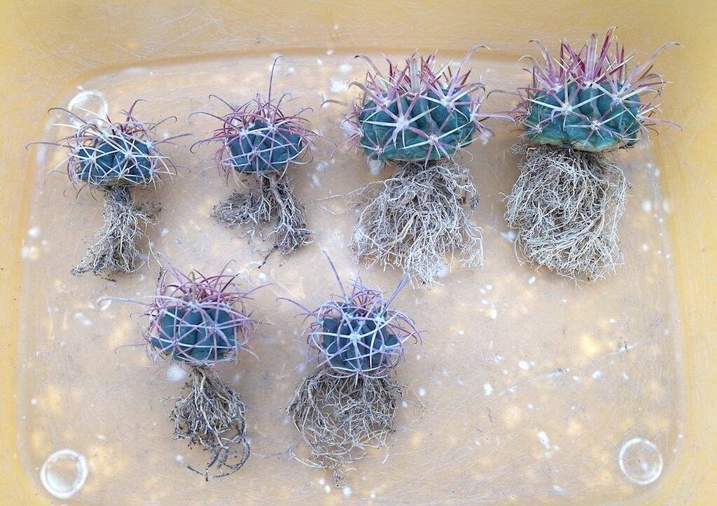 I Ferocactus svasati e con le radici pulite