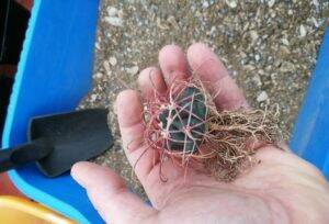 Ferocactus acanthodes in attesa del rinvaso