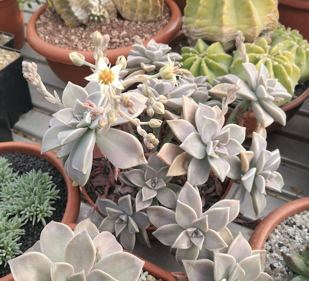 Graptopetalum paraguayense