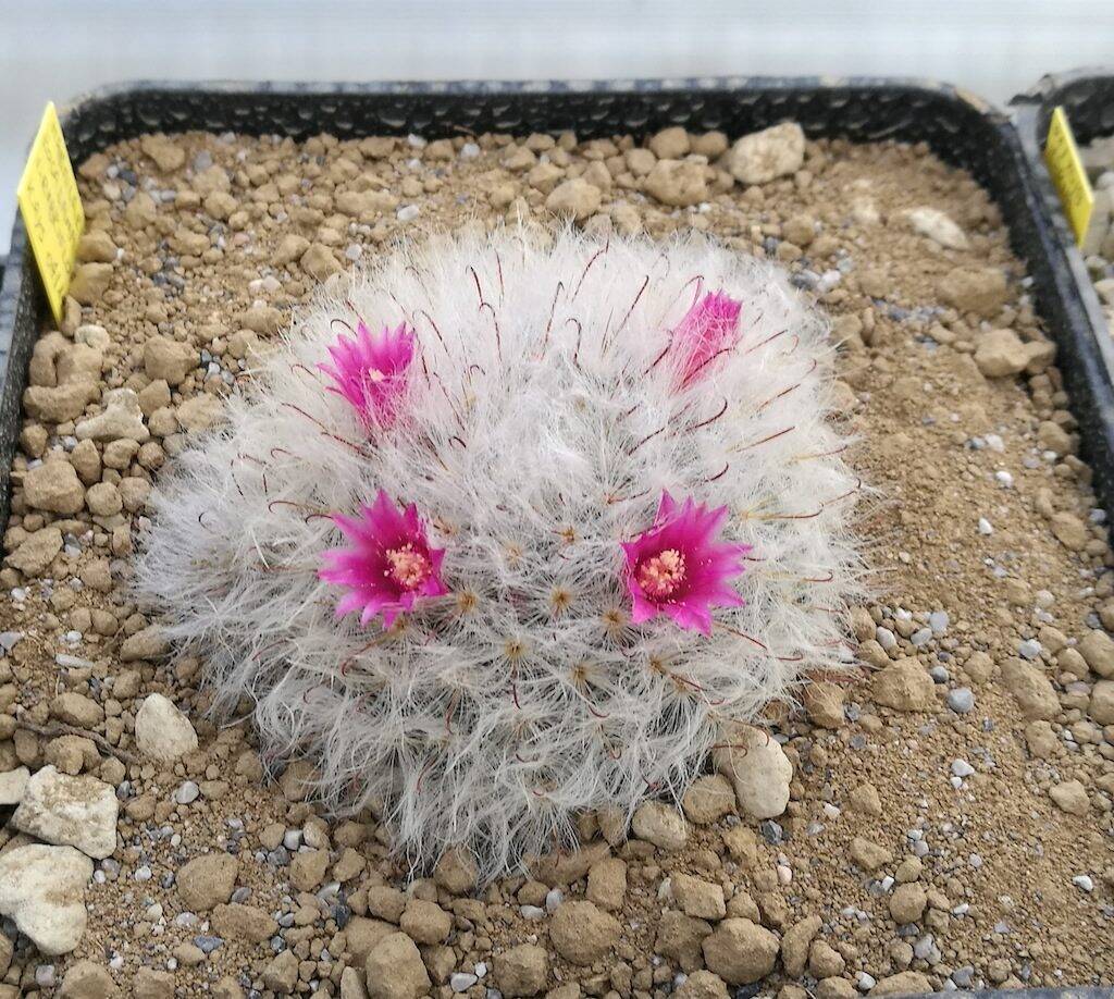 Mammillaria bocasana