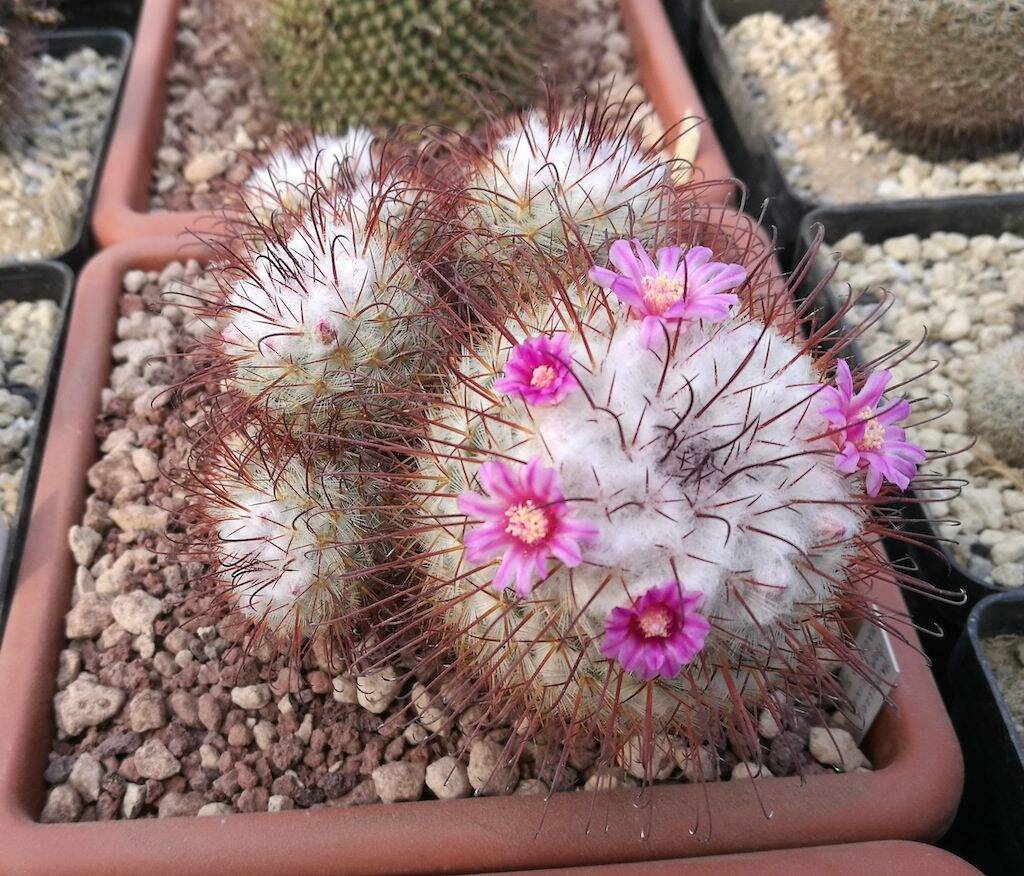 Mammillaria bombycina