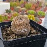 Mammillaria colpita da fusarium