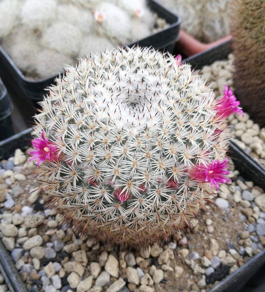 Mammillaria elegans