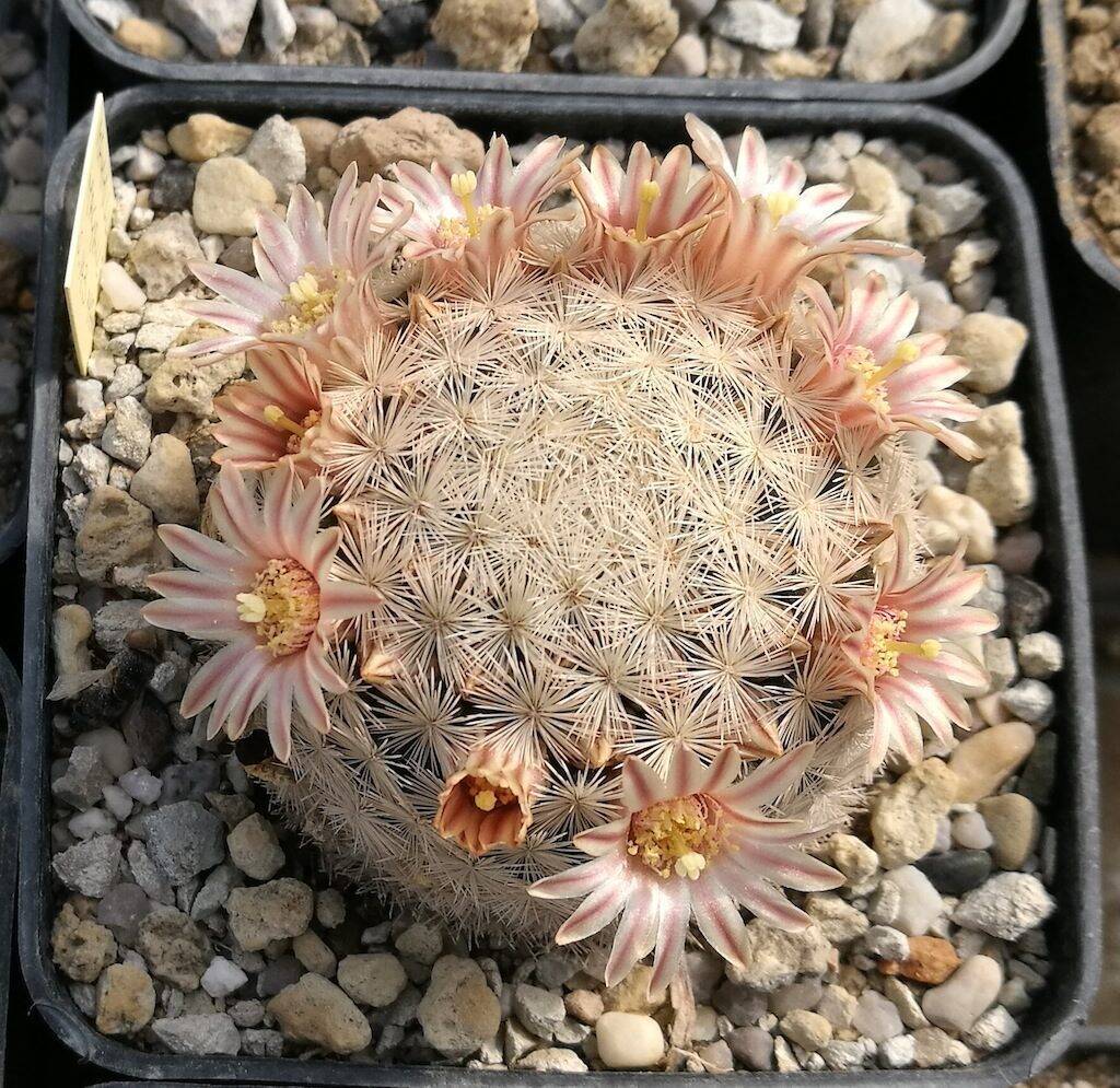 Mammillaria magallanii