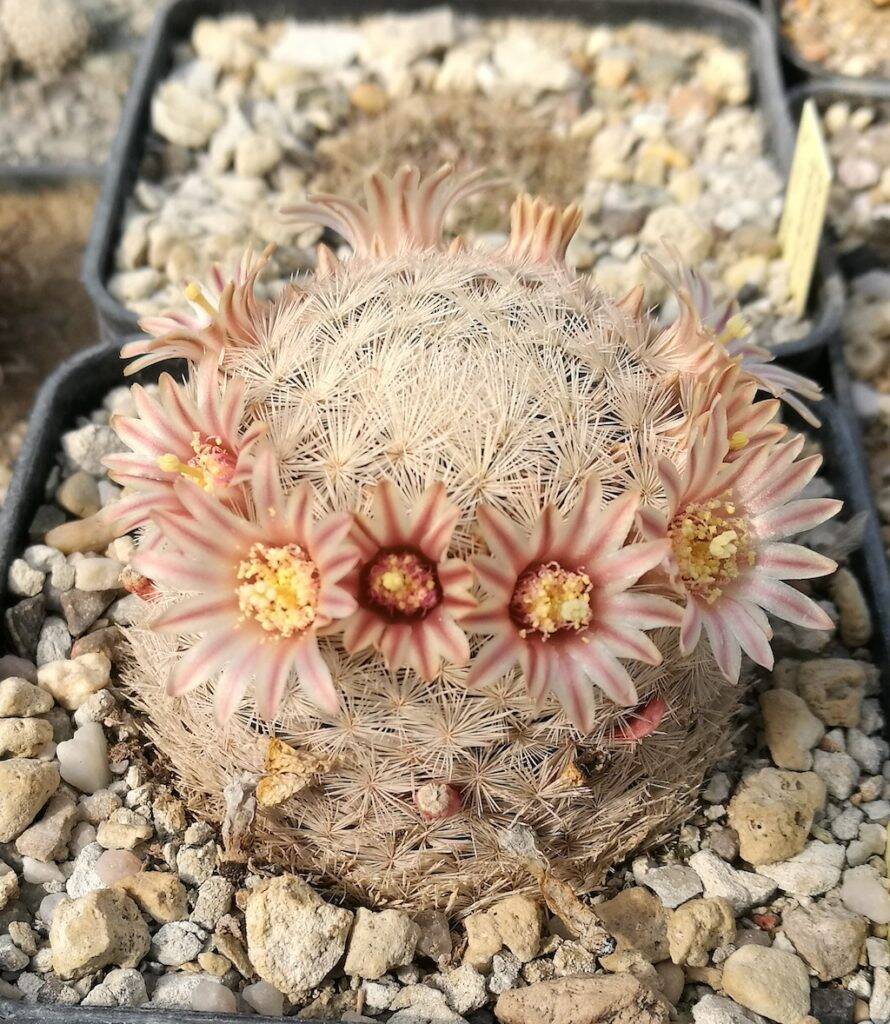 Mammillaria magallanii