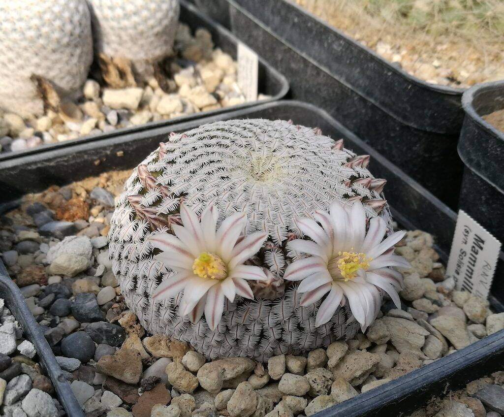 Mammillaria pectinifera