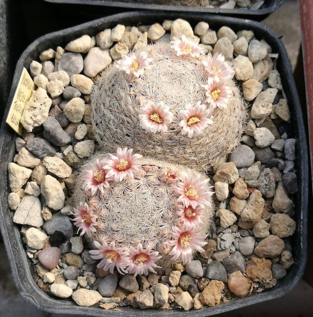 Mammillaria viescensis