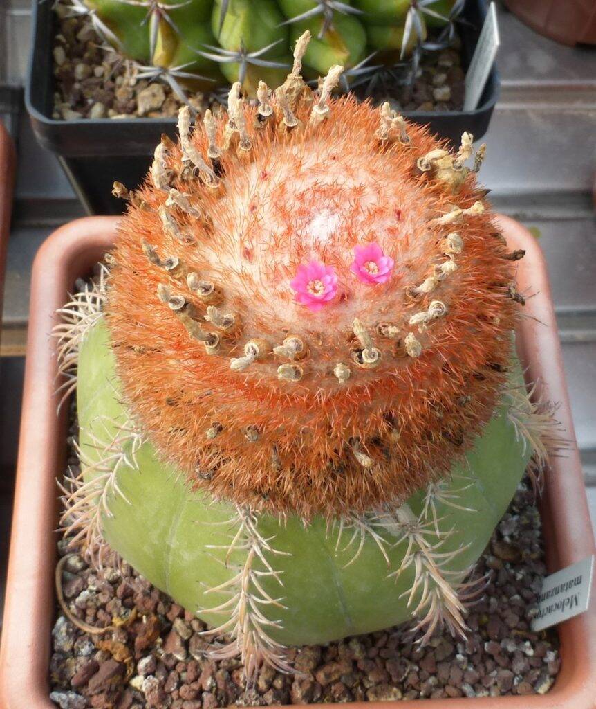 Melocactus matanzanus, fiori