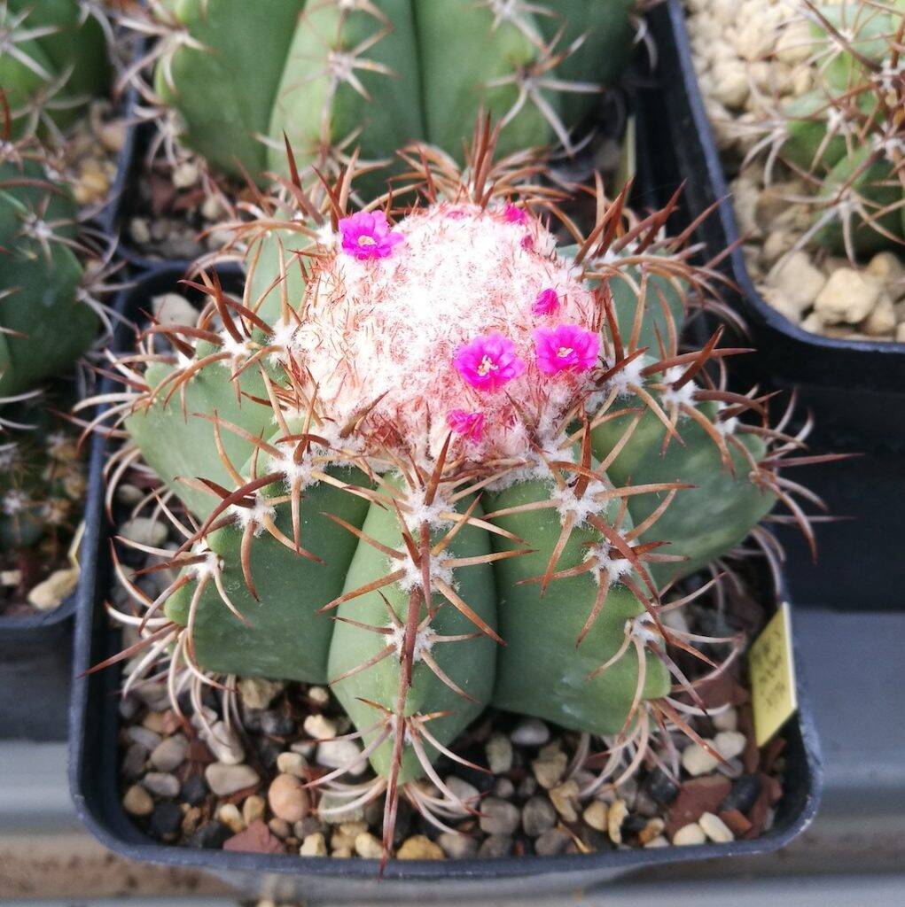 Melocactus matanzanus, una mia semina del 2014