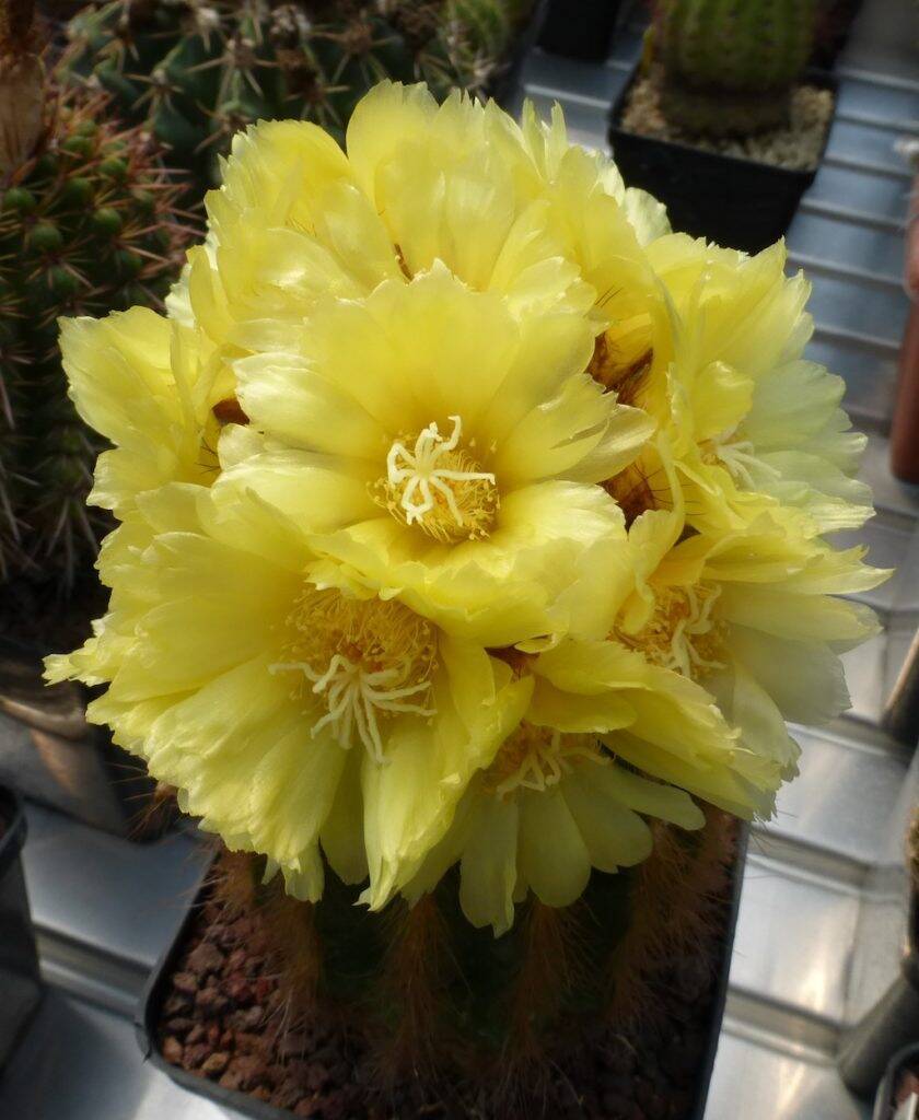 Parodia (Notocactus) leninghausii