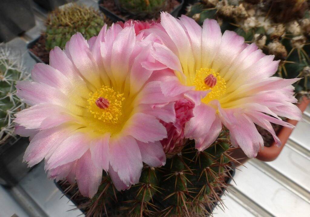 Parodia (Notocactus) roseoluteus