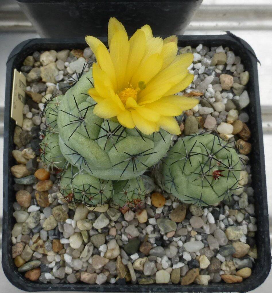 Ortegocactus macdougallii