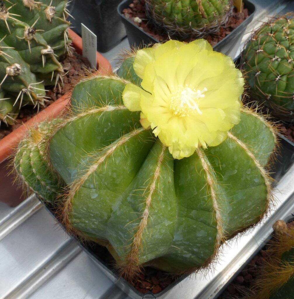 Parodia magnifica