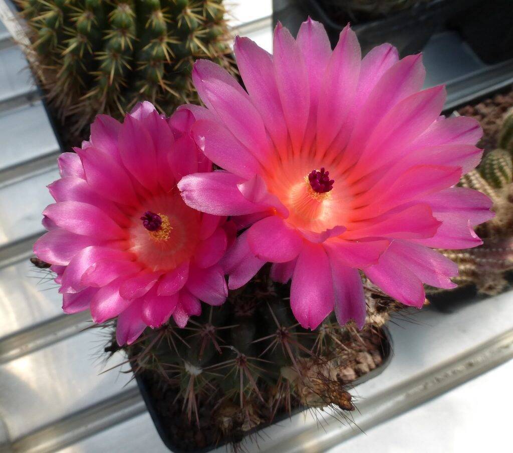 Parodia mammulosa (red flower)