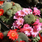 Rebutia in fiore