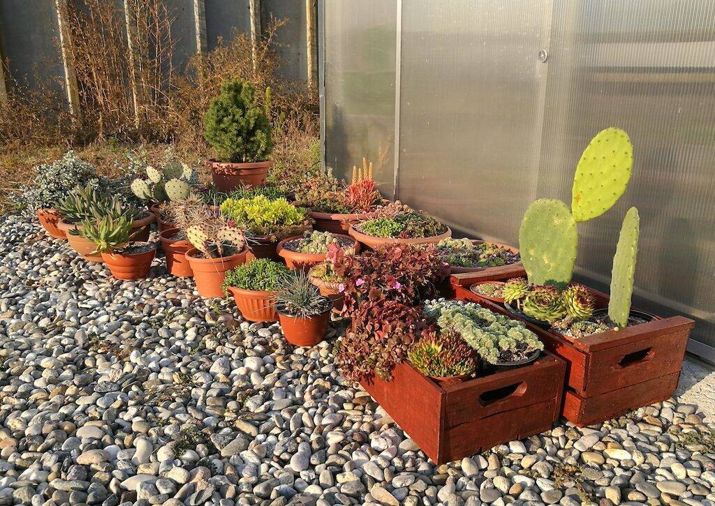 Alcune succulente all'esterno della serra