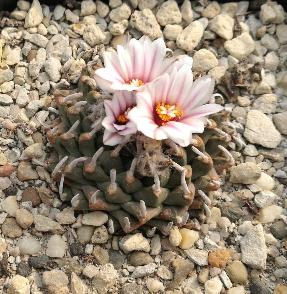 Turbinicarpus schmiedickeanus