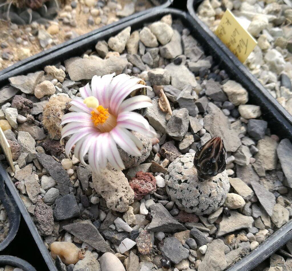 Turbinicarpus valdezianus v. albiflorus