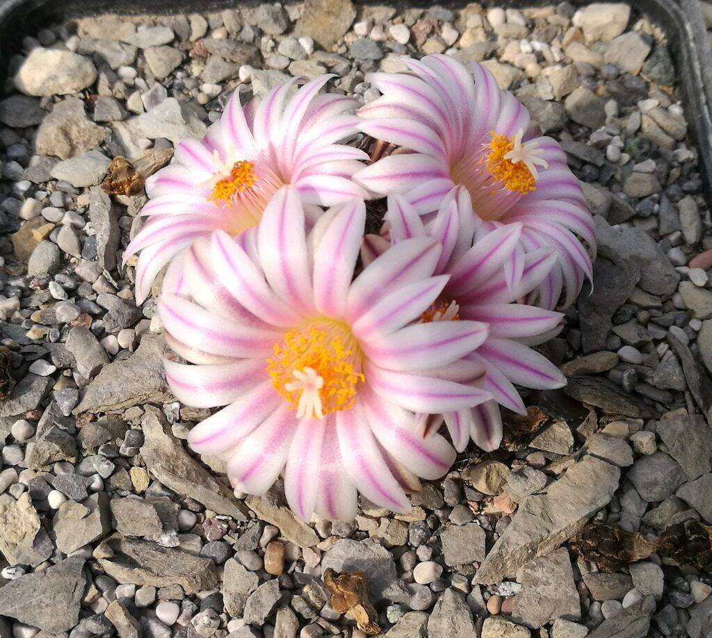 Turbinicarpus valdezianus x ysabelae