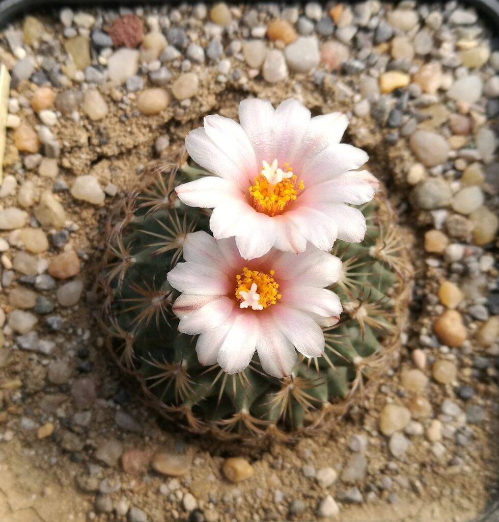 Turbinicarpus ysabelae