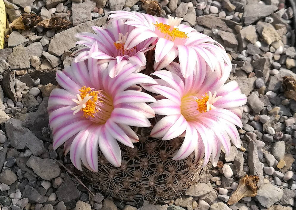 Mammillaria, Turbinicarpus, Stenocactus: in marzo fioriscono le cactacee più precoci