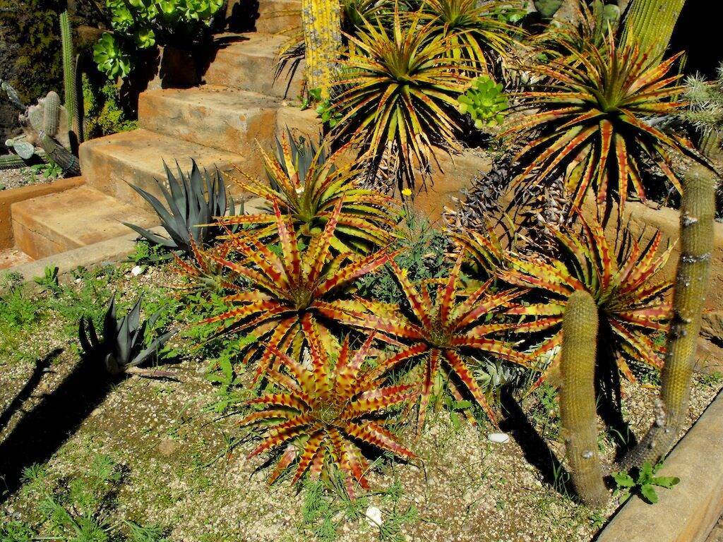 Pallanca giardino esotico