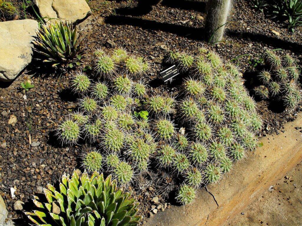 Pallanca giardino esotico