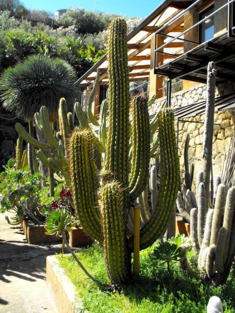 Pallanca giardino esotico